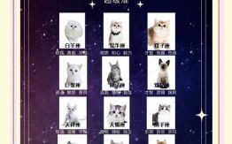 十二星座猫系动物名字大全解析