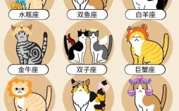 十二星座对应的猫类品种解析：性格特征与推荐指南
