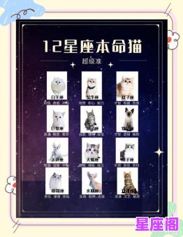 十二星座猫系动物名字大全解析